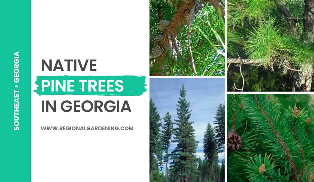 10 Types Of Native Pine Trees In Georgia