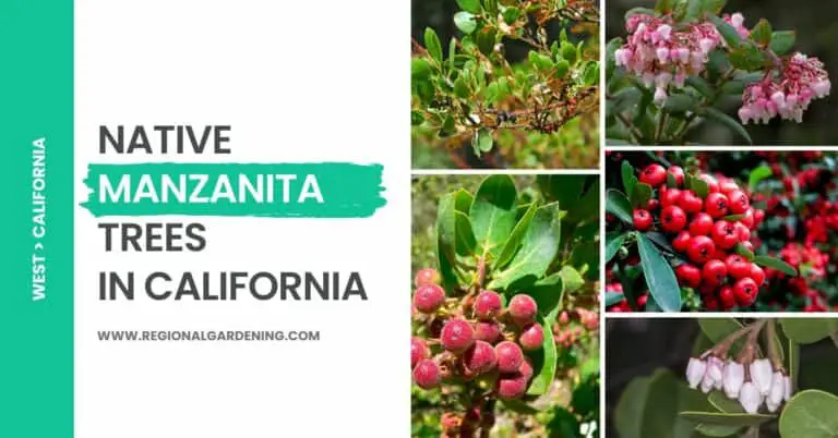 12 Native Manzanita Trees In California (Pictures & Identification)