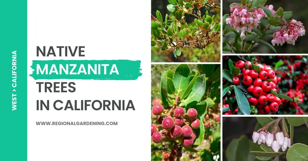 12 Types of Native Manzanita Trees in California