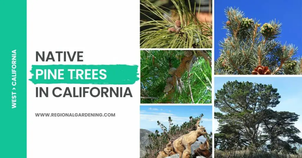 Native Pine Trees In California: 18 Types You Must Know - Regional ...