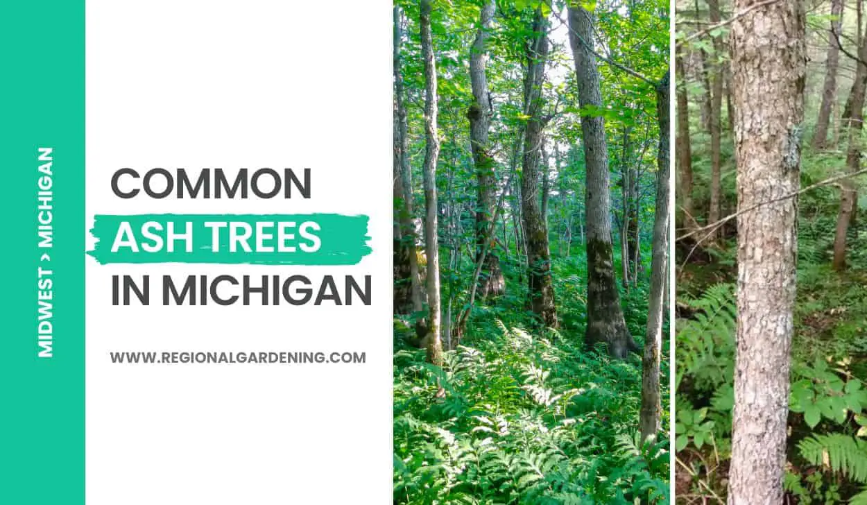 3 Common Ash Trees In Michigan