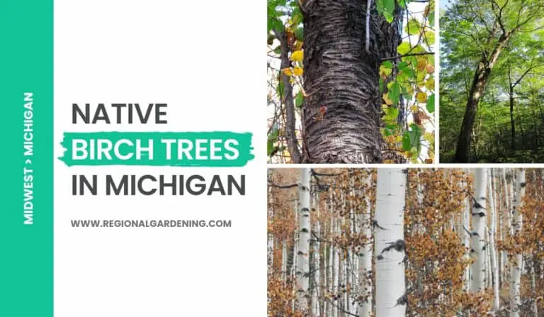 Native Birch Trees In Michigan: 3 Types To Know