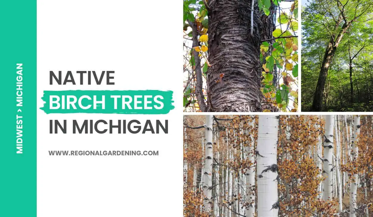 3 Types Of Native Birch Trees In Michigan