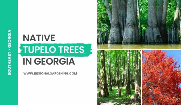 3 Native Tupelo Trees In Georgia (Pictures & Identification)