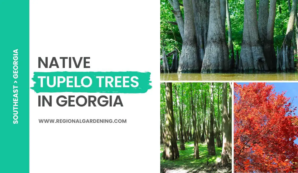 3 Types Of Native Tupelo Trees In Georgia