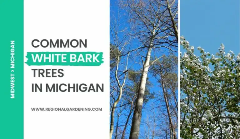4 White Bark Trees In Michigan (Pictures & Identification)