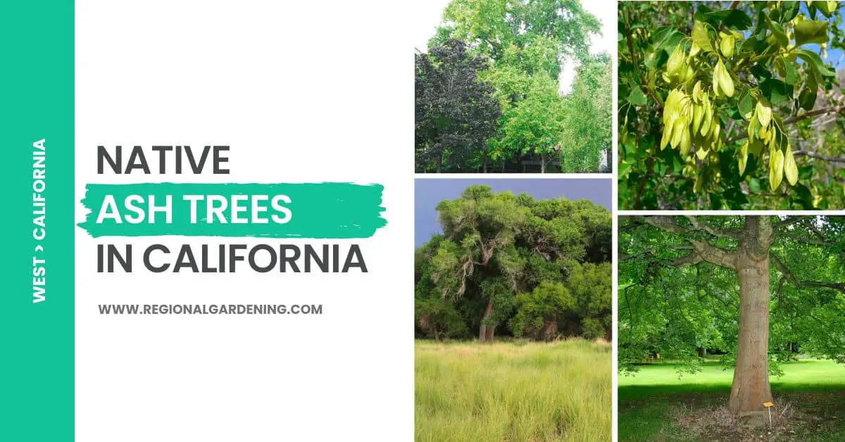 4 Native Ash Trees in California