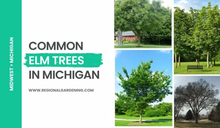 Common Elm Trees In Michigan (5 Types To Know)