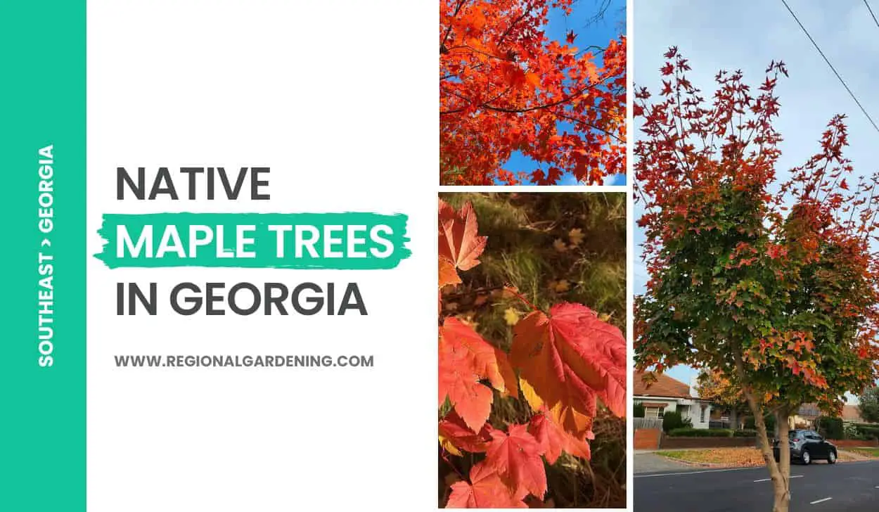 7 Types Of Native Maple Trees In Georgia