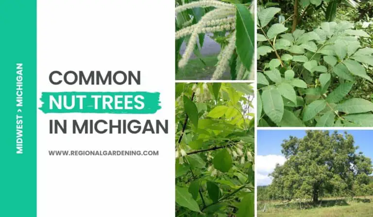 Common Nut Trees In Michigan (8 Types You Must Know)