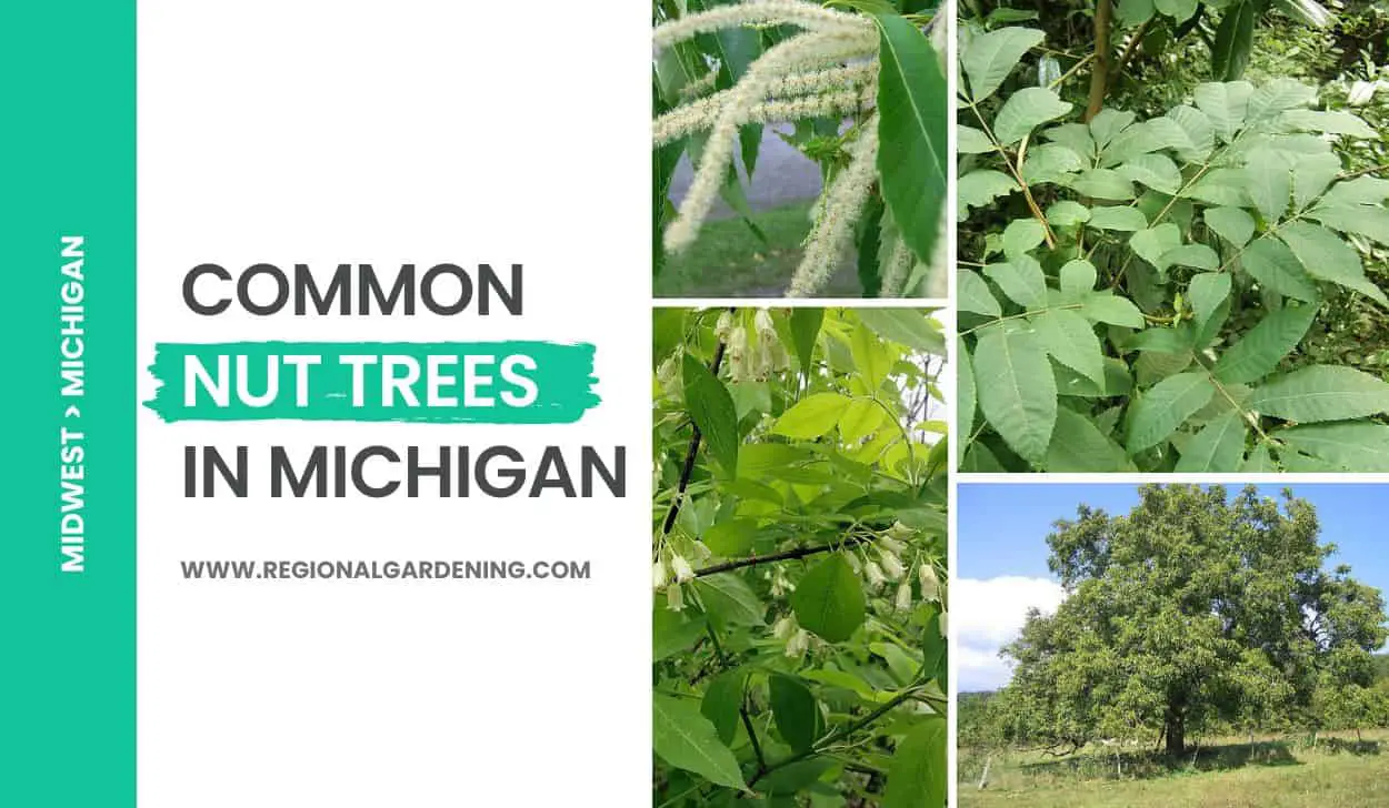 8 Types Of Common Nut Trees In Michigan