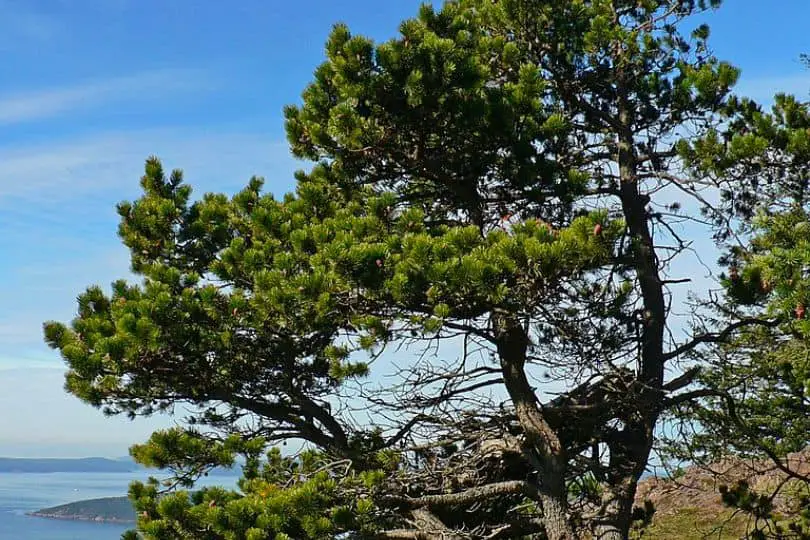 Beach Pine