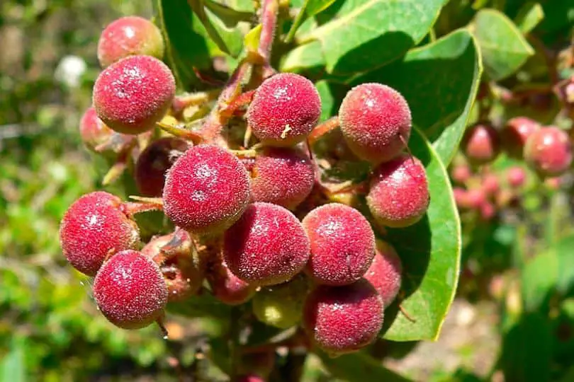 Bigberry Manzanita