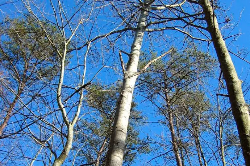 Bigtooth Aspen Tree