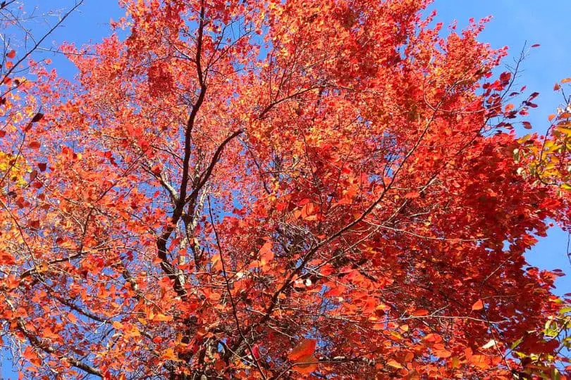 Black Tupelo Tree