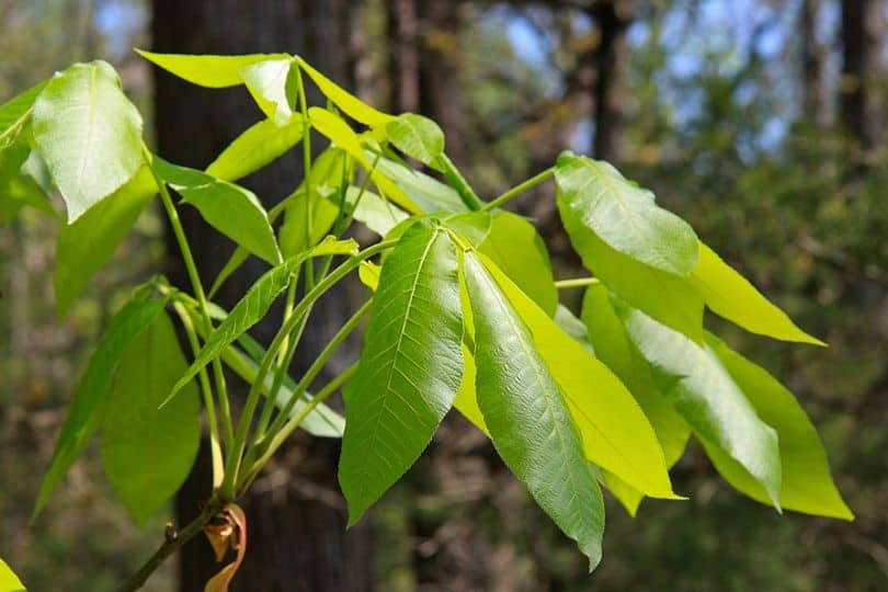 Carolina Hickory Tree