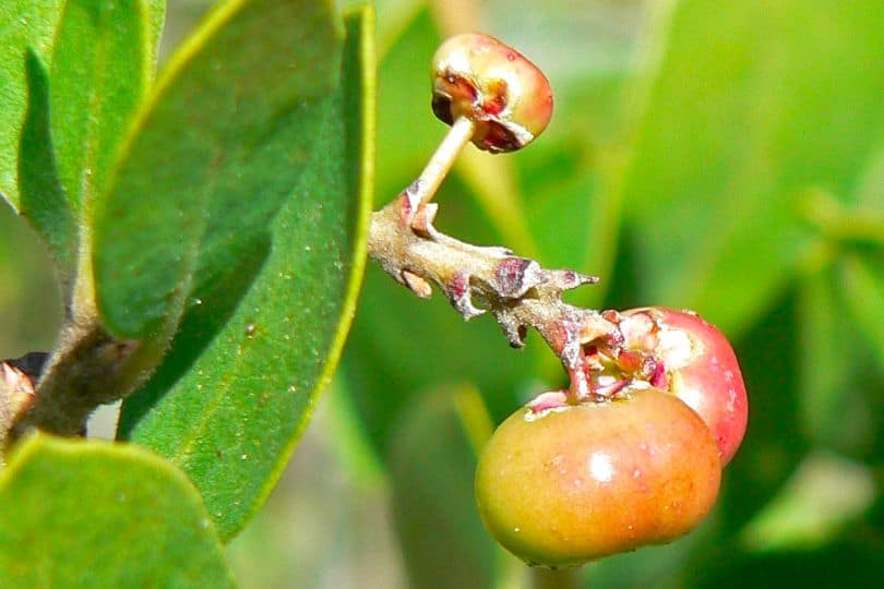 Common Manzanita