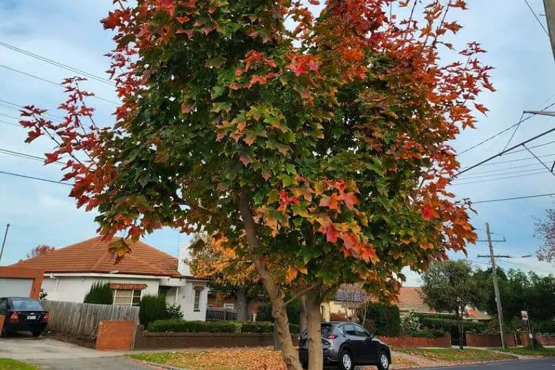 Florida Maple tree