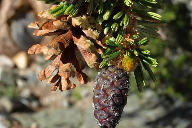 Foxtail Pine