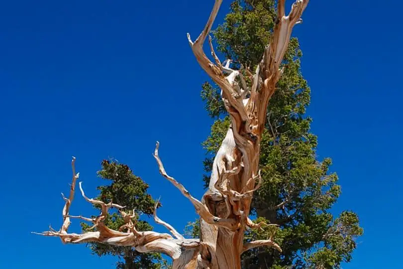 Great Basin Bristlecone Pine