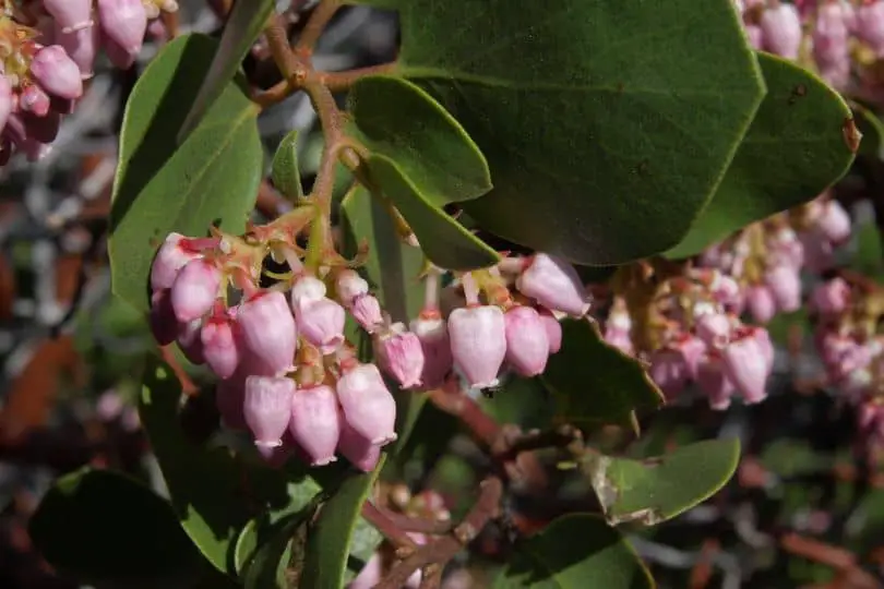 Greenleaf Manzanita