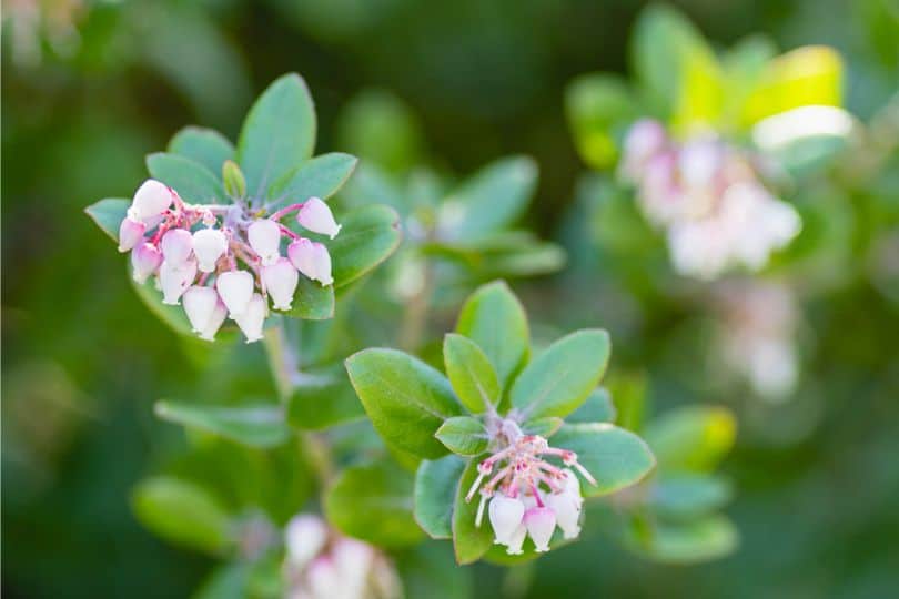 Hairy Manzanita