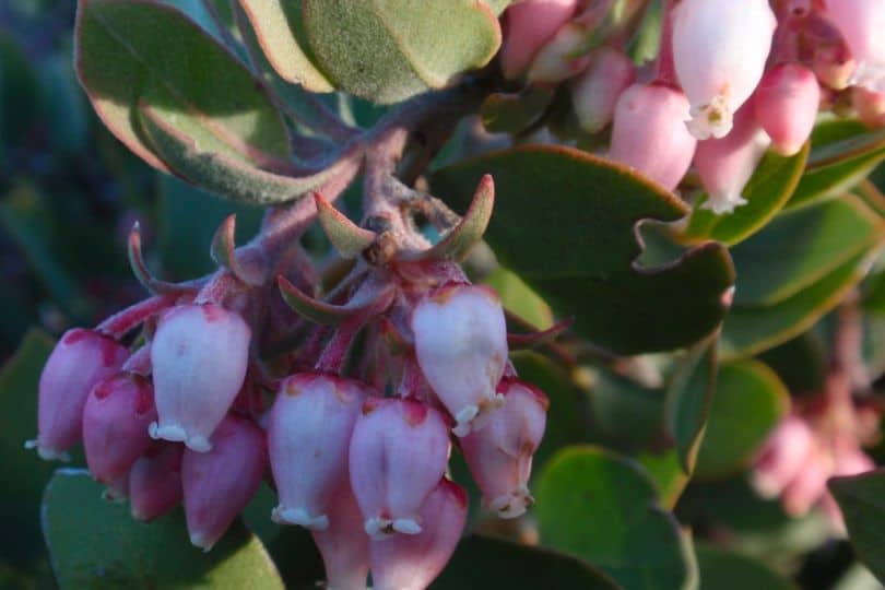 Hoary Manzanita