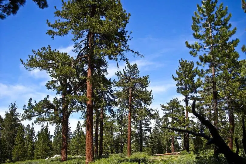 Jeffrey Pine