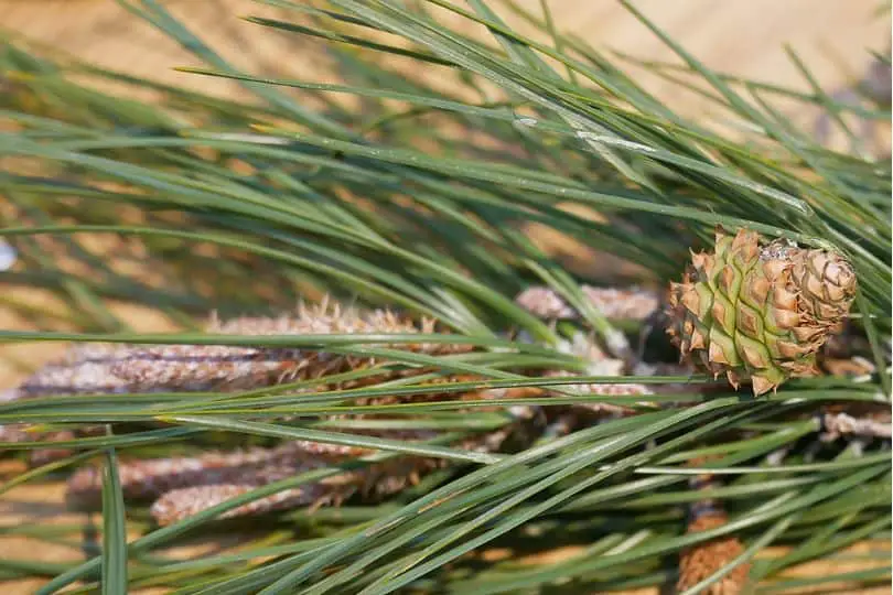 Knobcone Pine