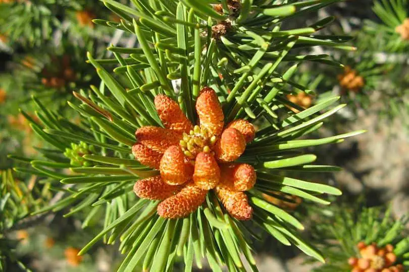 Lodgepole Pine