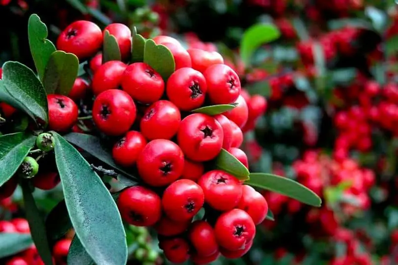 Mexican Manzanita