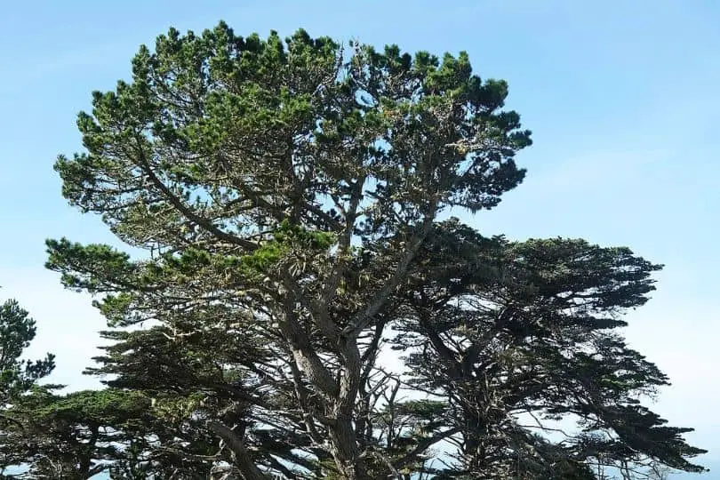 Monterey Pine