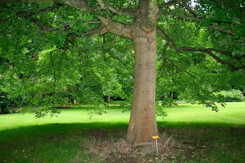 Oregon Ash Tree