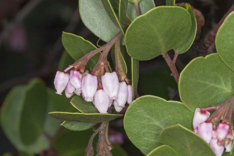 Parry Manzanita