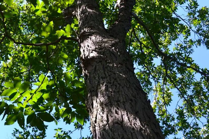 Red Hickory Tree