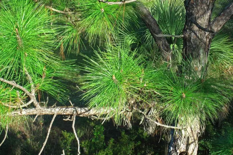 Slash Pine