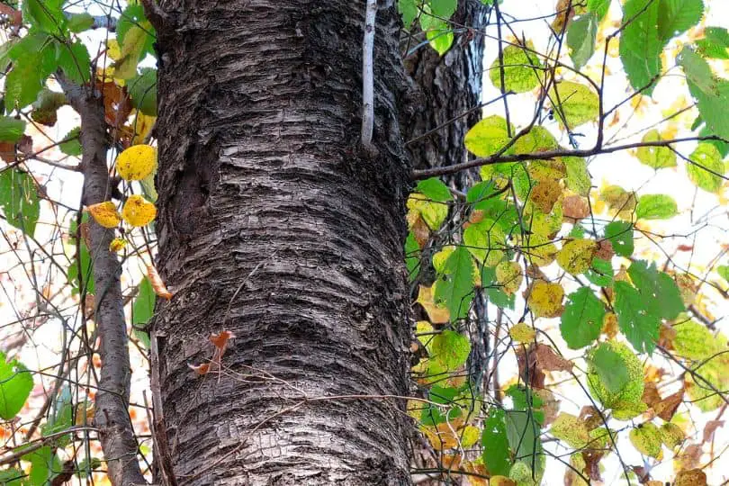 Sweet Birch Tree
