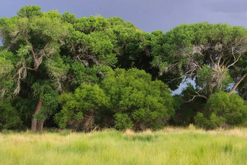 Velvet Ash Tree