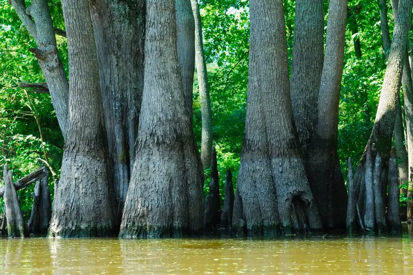 Water Tupelo Tree