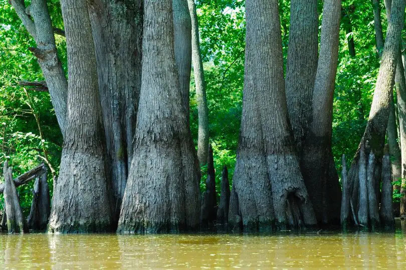 3 Native Tupelo Trees In Georgia (Pictures & Identification) - Regional 