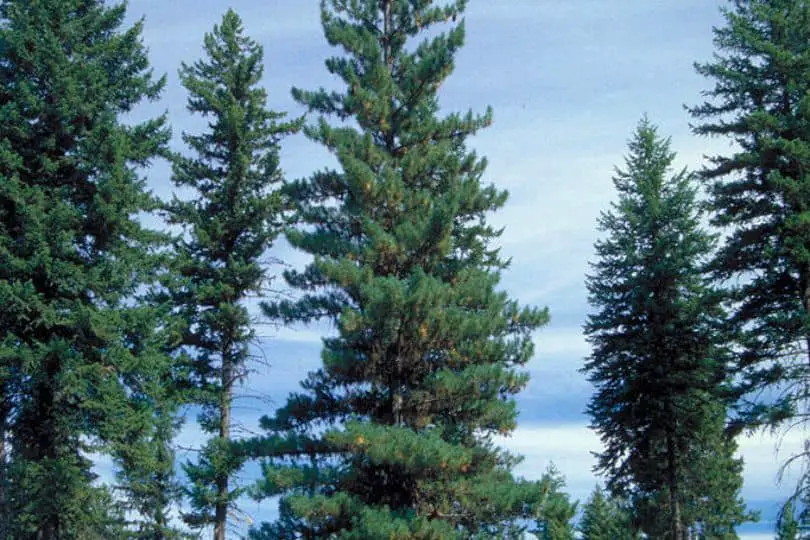 Western White Pine