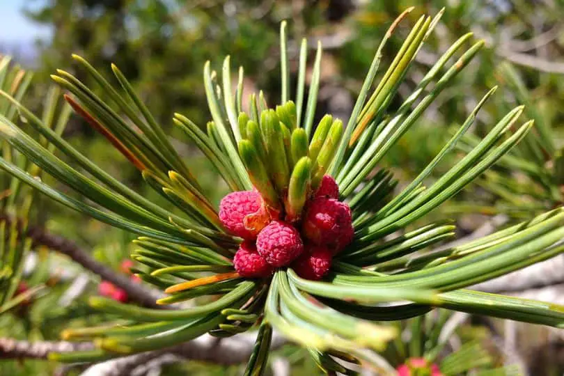 Whitebark Pine