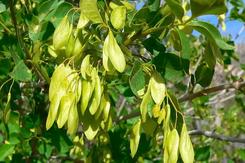 Singleleaf Ash Tree