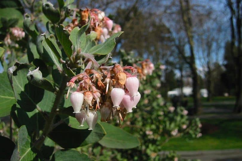 Whiteleaf Manzanita