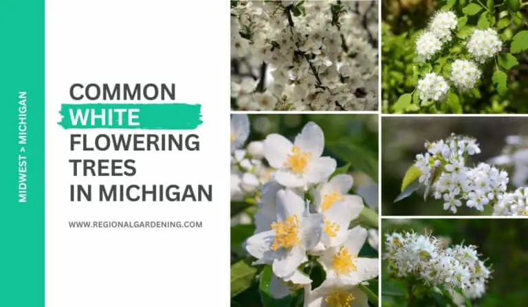 13 White Flowering Trees In Michigan (Photos & Care Tips)
