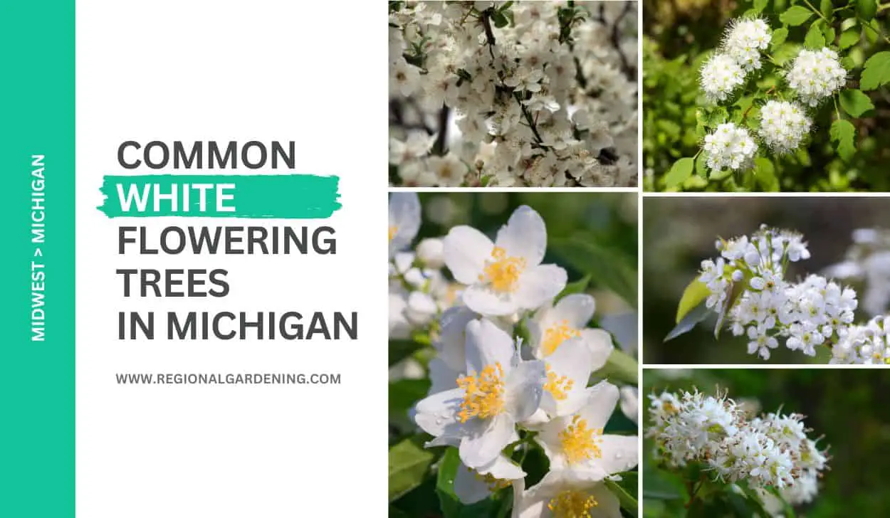 13 Common White Flowering Trees In Michigan