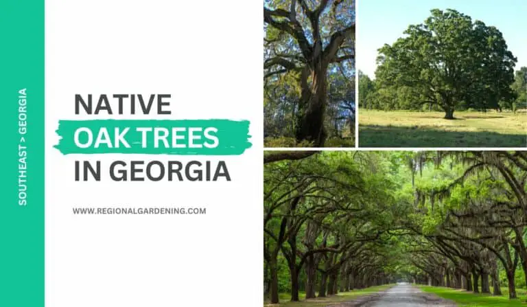 18 Native Oak Trees In Georgia (Pictures & Identification)