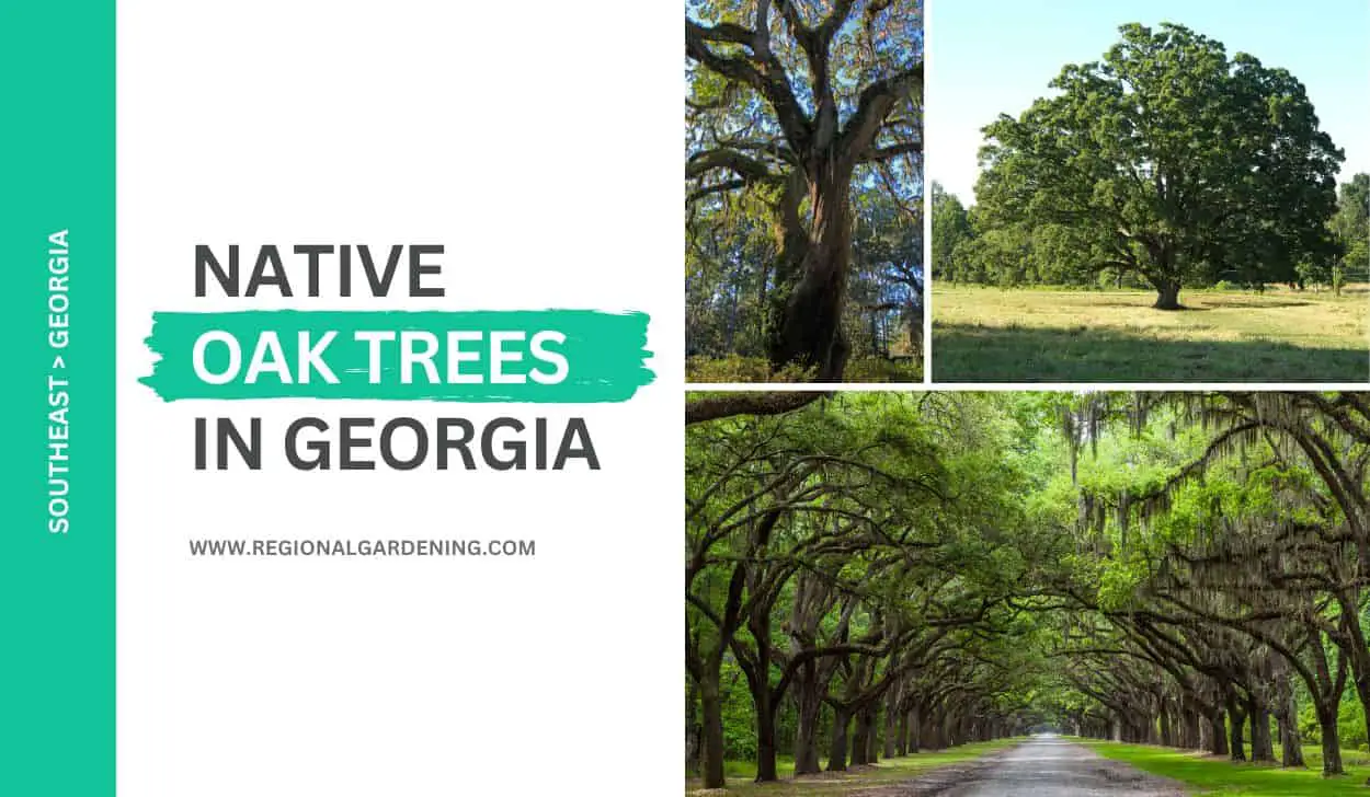18 Native Oak Trees In Georgia
