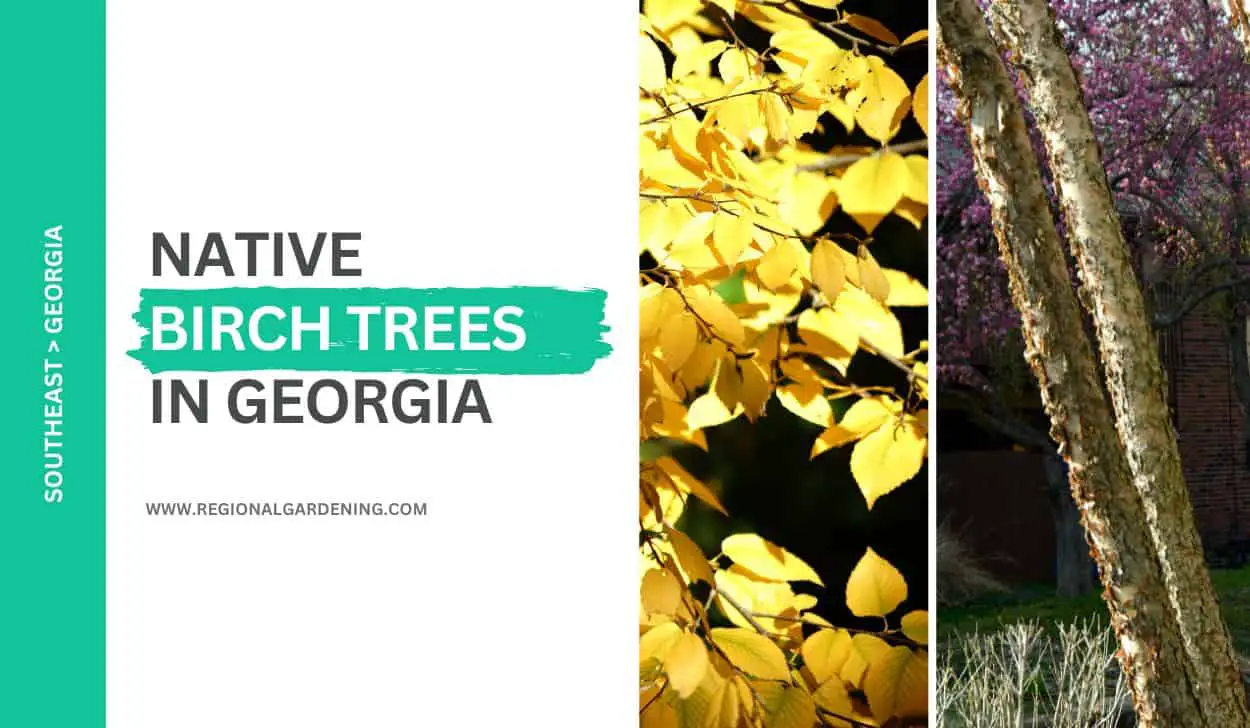 2 Native Birch Trees In Georgia