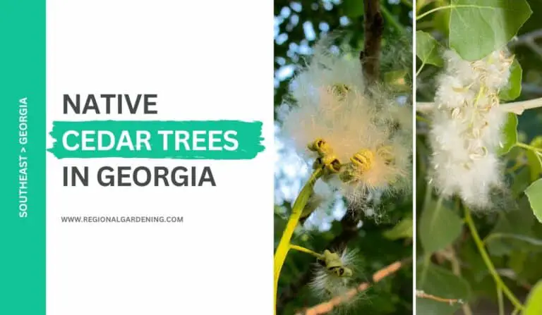 Native Cedar Trees In Georgia (2 Types You Should Know)